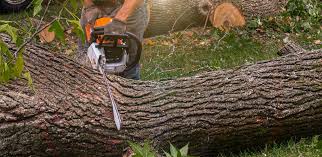 Best Tree Health Inspection  in Sullivan Gardens, TN